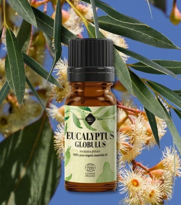 Uleiul de eucalipt – respirația curată care trezește pielea și mintea